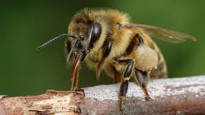 Maybe you would like to learn more about one of these? Honey Bees Viva The Vegan Charity