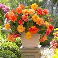 Check spelling or type a new query. Beautiful Flowering Plants How To Grow Begonia In The Garden And Indoors