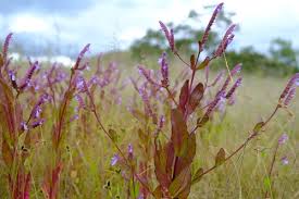 Image result for Aeollanthus myrianthus