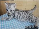 Bengal Kittens For Sale by Reputable Breeders | Pets4You
