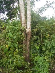 Image result for Cordia senegalensis