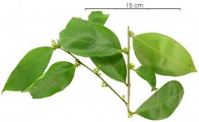 Image result for Drypetes