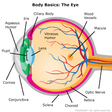 Simple anatomy of the retina by helga kolb. Your Eyes For Kids Nemours Kidshealth