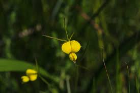 Image result for Hermannia grandistipula