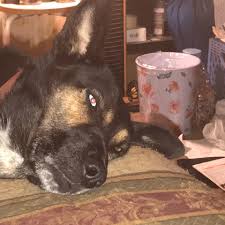 View photos, see new listings, compare properties and get information on open houses. The Lost Dogs Of Boyle Heights Home Facebook