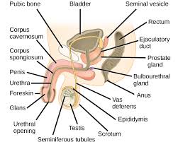 Red, slightly scaly skin then develops in the groin, usually with a definite edge or border. Human Reproductive Anatomy Biology For Majors Ii