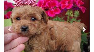 Maybe you would like to learn more about one of these? Beware Bbb Issues Alert After There S A Surge In Online Pet Scam Complaints