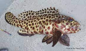 Ikan kerapu termasuk jenis ikan yang memang memiliki harga cukup tinggi. Groupers Talk About Fish
