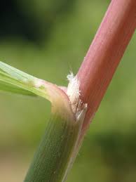 Image result for Dinebra retroflexa