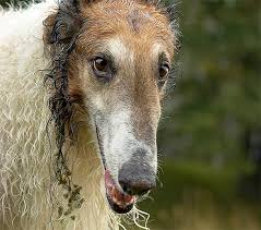 Borzoi Dog Breed Information Pictures Characteristics Facts Dogtime