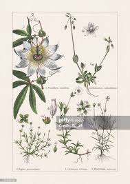 Image result for Caryophyllaceae