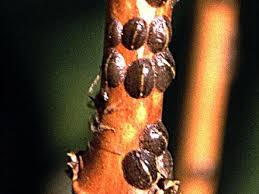 Image result for puklice