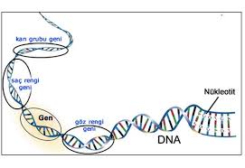 Gen Sac Ve Goz Rengi Gibi Organizmalarin Bireysel Ozelliklerine Iliskin Bilgileri Barindiran Kucuk Dna Birimleridir Gelin Hep Birlikte Ge Goz Rengi Bilgi Dna