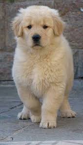 Since they are a sporting breed, they require daily exercise. Little Fluff Ball My Husband Call These Buffalo Puppies They Re So Wooly Wish I Had Another Dog Lovers Golden Retriever Pet Dogs