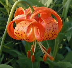 The michigan native plant producers association comprises 5 independently owned nurseries located throughout the state of michigan. Michigan Lily Lilium Michiganense