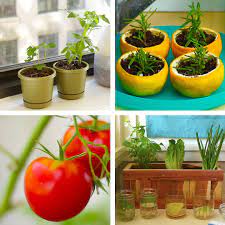 Make Your Own Kitchen Garden With These Awesome Hacks Growing Food Indoors Kitchen Garden Home Vegetable Garden