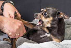 There are many reasons why a dog may be aggressive, so it is hard to diagnose aggressive behavior. The Only Way To Calm An Aggressive Dog Pawleaks