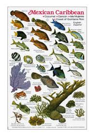 fish identification guides reef fish identification guides