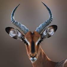 Black Faced Impala By Michael Sheridan Impala Animal African Animals Animals With Horns