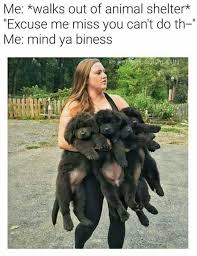 Pin By Jessie On Dog Lover Funny Animal Memes Cute Funny Animals Animal Jokes
