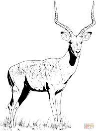 Click here and download the gazelle coloring pages graphic · window, mac, linux · last updated 2021 · commercial licence included ✓. Impala Gazelle Animal Drawings Animal Coloring Pages Painting Patterns