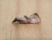 Image result for Cochylidia implicitana