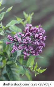 Image result for Cestrum × cultum