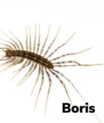 Pin On Our Bug Collection