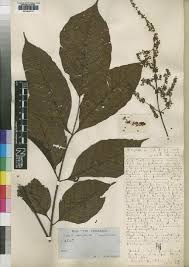 Image result for Lannea welwitschii