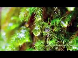 музыка для сна музыка перед сном музыка для релаксации Youtube Muzyka Dlya Jogi Luchshie Pesni Muzyka Serdca