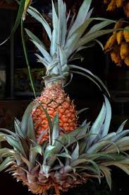 But it doesn't have to be that way. Peeling Off Chunks Of A Pineapple Is A Thing Everyone Is Freaking Out