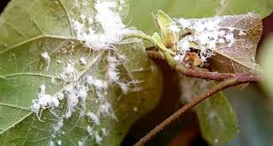Image result for Mealybug cucumber