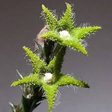 Image result for Orbea dummeri