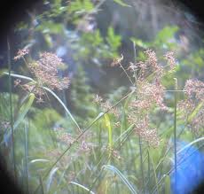 Image result for Rhynchospora rugosa