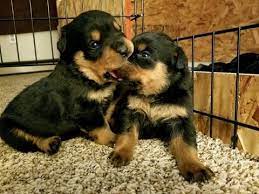 I weigh roughly 46 lbs. Pin On Puppies For Sale