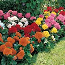 Non Stop Begonia Mix Shade Plant K Van Bourgondien Shade Plants Begonia Plants