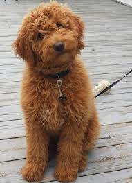 Mini Goldendoodle Vs Mini Labradoodle Which Is Right For