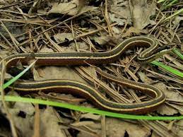 Northern Ribbon Snake Snake