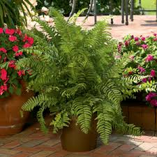 Maybe you would like to learn more about one of these? A Shopper S Guide To Buying Outdoor Ferns Costa Farms