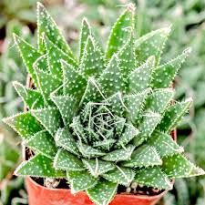 Image result for Aloe carnea