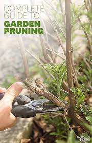 What To Prune When Plants Trees And Shrubs Lawn And Garden