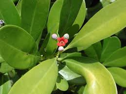 Image result for Canellaceae