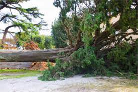 Maybe you would like to learn more about one of these? Tree Service In Canton Ga Chipper Tree Service