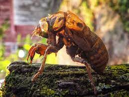 I wanted to classify the speces by its shell image using ai::mxnet library. Cicada Shell Animal Crossing New Leaf Wiki Fandom
