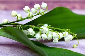 Baixe esta imagem gratuita sobre primeiro de maio flor primavera da vasta biblioteca de imagens e vídeos de domínio público do pixabay. Raizes Folhas Primeiro De Maio A Historia Da Flor Facebook