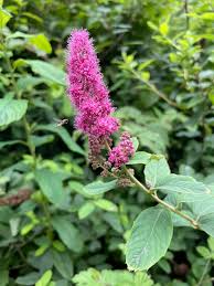Image result for Spiraea douglasii
