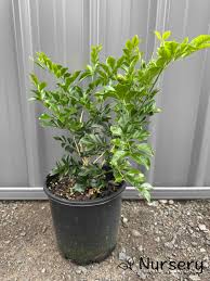 Image result for Murraya paniculata