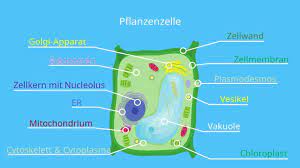 Zelle Biologie Aufbau Definition Und Typen Mit Video