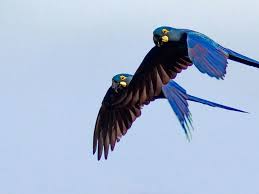 Lear S Macaw Mavi Makaw Papagani 2020 Papaganlar Papagan Mavi