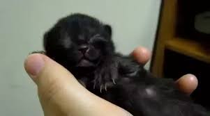 What Would You Do If You Woke Up As A Newborn Kitten Quora